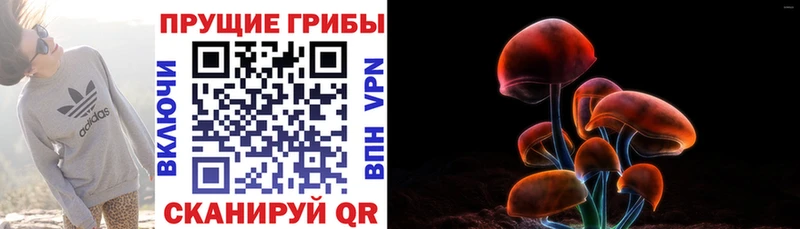 Псилоцибиновые грибы Psilocybe  Лесосибирск 